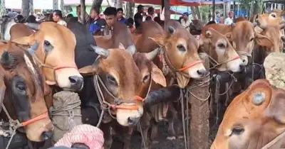 ঈদুল আজহায় ঢাকায় ২৫টি পশুর হাট, ইজারা প্রক্রিয়া চলছে