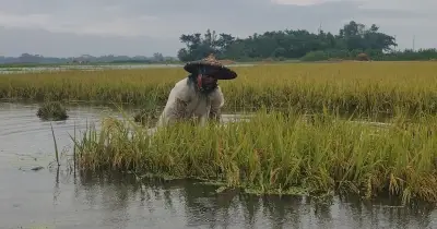 টানা বৃষ্টি ও পাহাড়ি ঢলে সিলেট অঞ্চলে বোরো ধানের ব্যাপক ক্ষতি