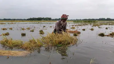 ভারী বৃষ্টি ও ঢলে হাওরের ধান তলিয়ে কৃষকদের দুশ্চিন্তা