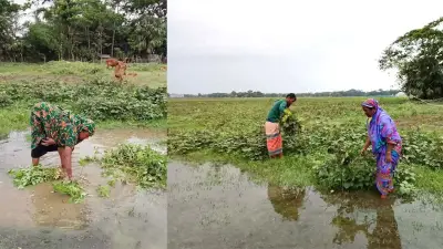 পানির নিচে মুগডাল বাম্পার ফলনের আশা ভেস্তে দুশ্চিন্তায় কৃষক