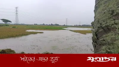 পাকুন্দিয়ায় টানা বৃষ্টিতে বোরো ধানের ব্যাপক ক্ষতি