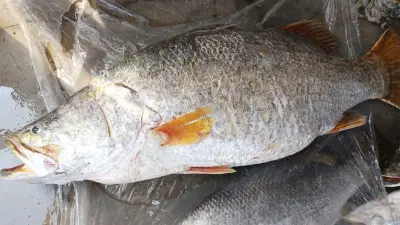 কুয়াকাটায় জালে ধরা পড়ল ২৩ কেজি ওজনের কোরাল, বিক্রি ৩০ হাজারে