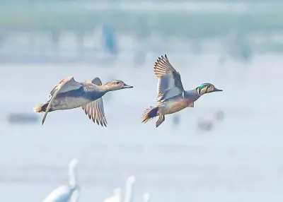 অতি বিরল বৈকাল হাঁসের সন্ধান: বাইক্কা বিলে পাঁচ বছরের খোঁজের পর অবশেষে সফলতা
