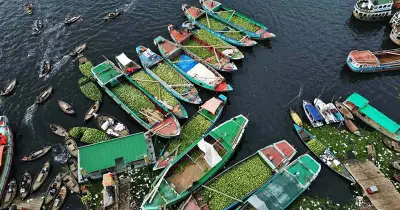 তারামুজের মৌসুমী ব্যবসায় কৃষকদের আয় বাড়ছে, বাজারে চাহিদা বেড়েছে
