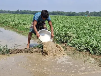 মিরসরাইয়ে বৃষ্টির পানিতে তরমুজখেত তলিয়ে, কৃষকদের দুশ্চিন্তা বাড়ছে