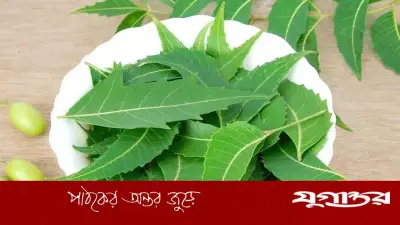 নিমের যৌগ অগ্ন্যাশয়ের ক্যানসার রোধে আশার আলো, গবেষণায় নতুন সম্ভাবনা