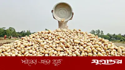 বগুড়ায় আলু চাষে লোকসান: প্রতি কেজিতে ৫-৬ টাকা ক্ষতি, হতাশ কৃষকরা