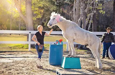 গ্রিঙ্গো ঘোড়ার গিনেস রেকর্ড: ৩৮ কসরত মাত্র ২ মিনিট ৩৭ সেকেন্ডে