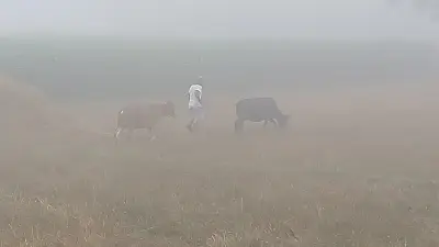 চৈত্রে পঞ্চগড়ে 'অকাল কুয়াশা', আবহাওয়াবিদরা বলছেন 'বাষ্পীয় কুয়াশা'
