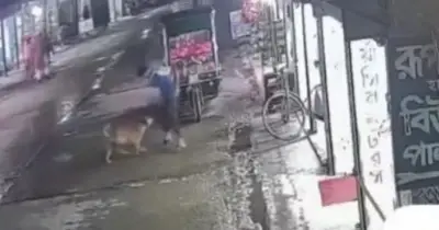 কিশোরগঞ্জের পাকুন্দিয়ায় পাগলা কুকুরের আক্রমণে ৫০ জন আহত, চিকিৎসা ব্যয় বহন করবে প্রশাসন