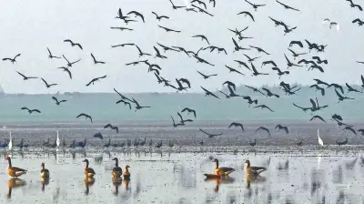 হাকালুকি হাওরে বিরল মেটে রাজহাঁসের দেখা, পাখিশুমারিতে রেকর্ড সংখ্যা