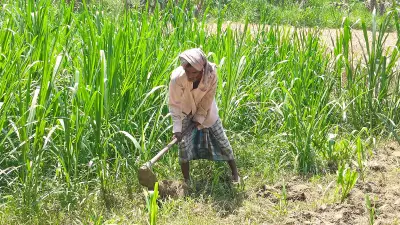 রাজশাহীতে মৌসুমের সর্বোচ্চ তাপমাত্রা ৩৯.৫ ডিগ্রি, মাঝারি তাপপ্রবাহে জনজীবন বিপর্যস্ত