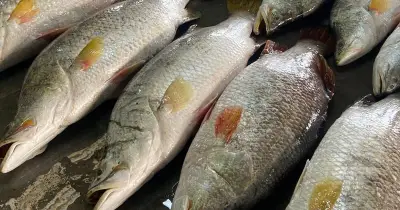 কুয়াকাটায় বিরল কোরাল মাছের সন্ধান: জেলেদের স্বস্তি ফিরেছে