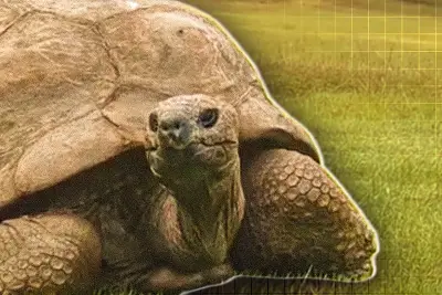 ইউক্রেন যুদ্ধে রাশিয়ার নতুন ড্রোন হামলা, জেলেনস্কির জরুরি আবেদন