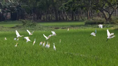 বাংলাদেশে ডিজিটাল শিক্ষার অগ্রগতি: নতুন প্রযুক্তি ও চ্যালেঞ্জ