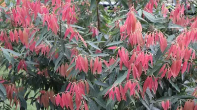 মৌলভীবাজারে প্রকৃতির রূপ বদল: শীতে ন্যাড়া গাছে ফুটেছে নতুন পাতা