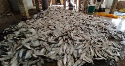 টেকনাফে এক জেলের জালে ধরা পড়ল ১০১ মণ ইলিশ, বিক্রি ৩৩ লাখ টাকায়