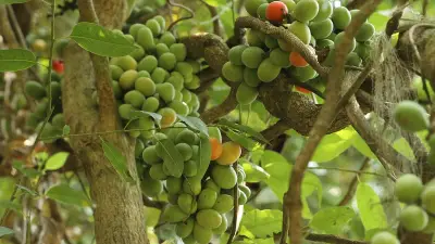 বাংলার বনে বসন্তের বিদায়ে প্রকৃতির অমূল্য সম্পদ