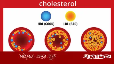 ক্ষতিকর কোলেস্টেরল কমানোর কার্যকরী উপায়: হৃদরোগের ঝুঁকি কমাতে প্রাকৃতিক পদ্ধতি