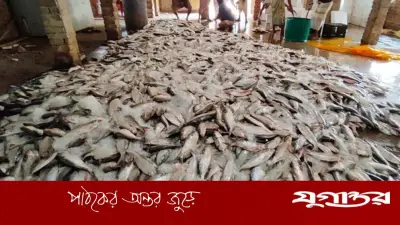 টেকনাফে এক ট্রলারে ধরা পড়ল ১০১ মণ ইলিশ, বিক্রি ৩৩ লাখ টাকায়