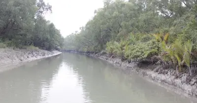 সাতক্ষীরায় সুন্দরবনে বনদস্যুর গুলিতে জেলে আহত, আতঙ্কে স্থানীয়রা