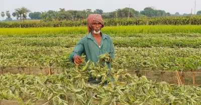 যশোরে পূর্ব শত্রুতার জেরে কৃষকের পটল ক্ষেত ধ্বংস, ৫ লাখ টাকার ক্ষতি