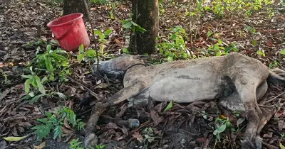 মুন্সীগঞ্জের গজারিয়ায় পরিত্যক্ত ঘরে ১৩ ঘোড়া জবাই: গর্ভবতী ঘোড়াও শিকার, চক্রের হোটেল সরবরাহ