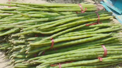 শজনে ও লাজনার পার্থক্য: গঠন, ফলন ও চাষপদ্ধতি বিশ্লেষণ