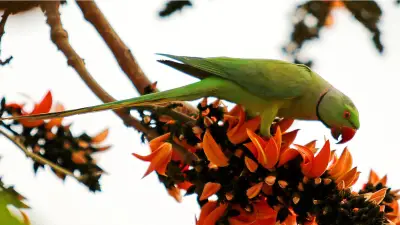 বসন্তের নিঃশব্দ সুরে জন্ম নেওয়া ভালোবাসার গল্প