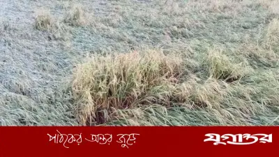 নেত্রকোনার মদনে কালবৈশাখী ঝড়ে ব্যাপক ক্ষতি, বোরো ধান ও শতাধিক বাড়িঘর লন্ডভন্ড