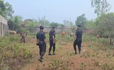 রূপগঞ্জে ঘোড়ার মাংস গরুর মাংস বলে বিক্রি: ১৩ দিনেও গ্রেপ্তার নেই