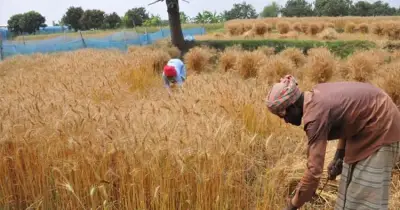 রাজশাহীতে গমের রেকর্ড ফলন, কৃষকদের মুখে হাসি