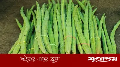 শজনে নাকি লাজনা? দেখতে একই হলেও পার্থক্য জানুন সহজে