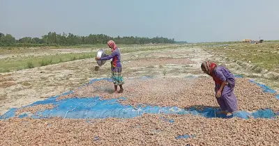 সারিয়াকান্দিতে পেঁয়াজের ভালো ফলন, কিন্তু ন্যায্যমূল্য না পেয়ে হতাশ কৃষকরা