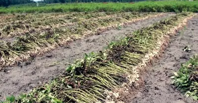 রংপুরে লক্ষ্যমাত্রা ছাড়িয়ে চিনাবাদামের বাম্পার ফলন, কৃষকদের মুনাফা রেকর্ড