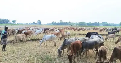 রাজশাহীর তানোরের মাঠে যাযাবর খামারিদের শত শত গরুর পাল, ভাদ্র মাসে লক্ষ লক্ষ টাকার বিক্রি