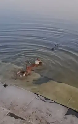 বাগেরহাটে মাজার দিঘিতে কুকুরকে কুমিরে টেনে নেওয়া ঘটনায় তদন্ত কমিটি গঠন