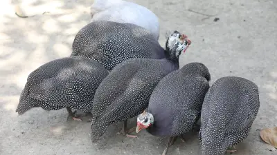 বাংলাদেশের গ্রামীণ জীবনের একঝলক: প্রকৃতি, সংস্কৃতি ও শ্রমের ছবি