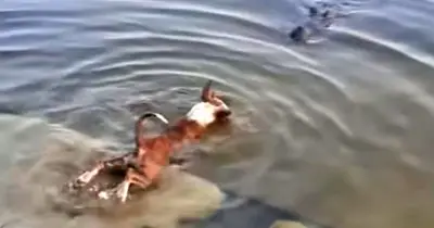 প্রাণী নির্যাতন বন্ধে সুপ্রিম কোর্ট আইনজীবীর আইনি নোটিশ, ২১ দফা সুপারিশ