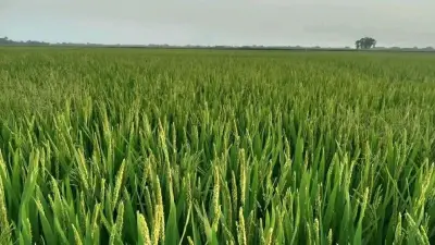 বোরো চাষে স্বপ্নের মাঠ, মেট্রো বন্ধ ও আইনমন্ত্রীর জানাজা: আজকের শীর্ষ খবর