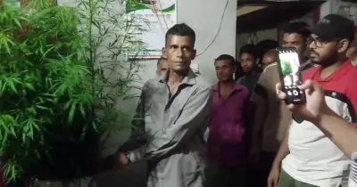 বরিশালে বাড়ির আঙিনায় গাঁজা চাষের অভিযোগে জামাল বেপারী গ্রেপ্তার