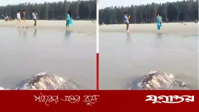 কুয়াকাটায় ৪০ কেজি ওজনের বিরল অলিভ রিডলি কচ্ছপের মৃতদেহ ভেসে এলো