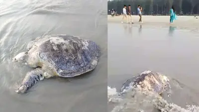 কুয়াকাটায় মৃত কচ্ছপ, তাপপ্রবাহ সতর্কতা, সড়ক অবরোধ ও সরকারি নীতির পরিবর্তন