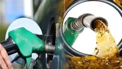 জ্বালানি তেলের দাম ও সংকট নিয়ে তথ্য উপদেষ্টার বক্তব্য, কুয়াকাটায় মৃত কচ্ছপের সন্ধান