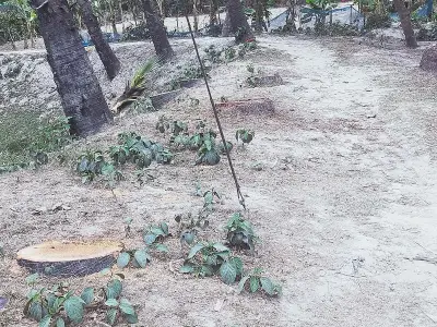 সিরাজগঞ্জে মাদ্রাসার পুকুরপাড় থেকে ৯টি তালগাছ কেটে বিক্রির অভিযোগ, পরিবেশের ক্ষতি