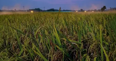 সুনামগঞ্জের দিরাইয়ে বোরো ধান কাটা নিয়ে কৃষকদের দুশ্চিন্তা: বৃষ্টি, জলাবদ্ধতা ও শ্রমিক সংকট