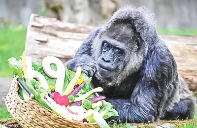 বার্লিন চিড়িয়াখানায় বিশ্বের সবচেয়ে বয়স্ক গরিলা ফাতুর ৬৯তম জন্মদিন উদযাপন