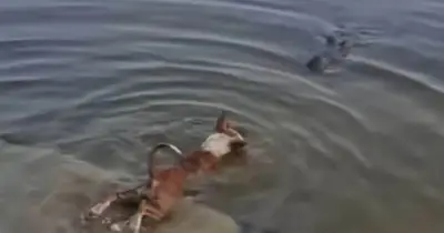 বাগেরহাটের মাজার দিঘির কুকুর-কুমির ঘটনায় তদন্ত প্রতিবেদন প্রকাশ