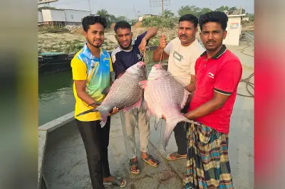 রাজবাড়ীতে দুটি বিরল কাতলা মাছ বিক্রি ৯৫ হাজার ৪১৫ টাকায়, পদ্মা নদীতে জেলেদের জালে ধরা পড়েছে