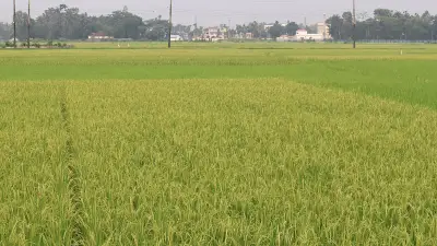 মৌলভীবাজারে হাওরজুড়ে সবুজের সমারোহ, ধান কাটার অপেক্ষায় কৃষক